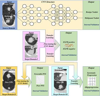 Predicting Tyrosine Kinase Inhibitor Treatment Response in Stage IV Lung Adenocarcinoma Patients With EGFR Mutation Using Model-Based Deep Transfer Learning